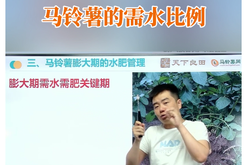 马铃薯需水比例 ()