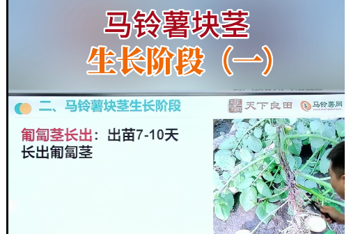 马铃薯块茎生长阶段（一） ()