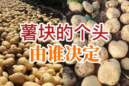 薯块的个头由谁决定？