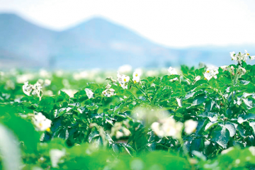 山西省盂县：万亩马铃薯开花了 ()