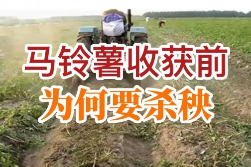 马铃薯收获前为何要杀秧？ ()