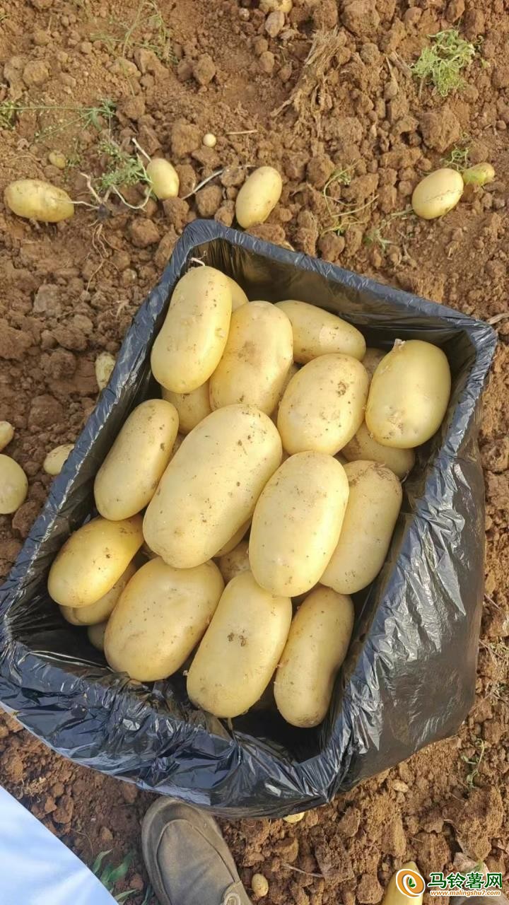 大量供应出售优质沃土，V7荷兰希森等品种土豆 ()