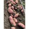 坝上优质土豆大量供应