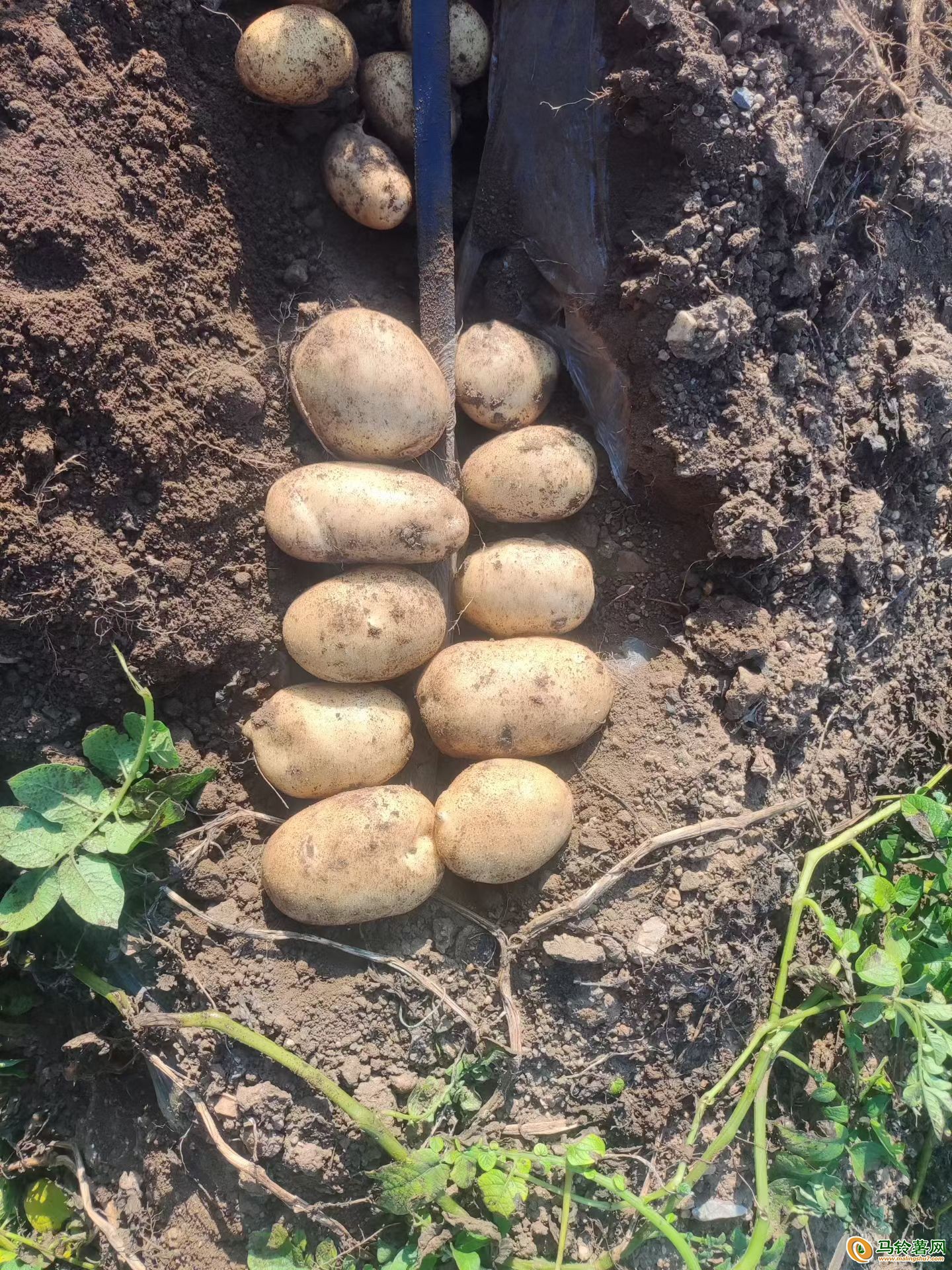 大量供应实验一号沃土五 ()